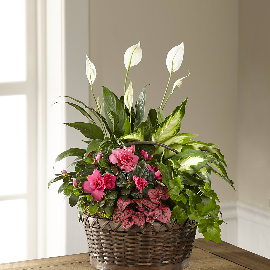 Dream in Pink Dishgarden – Blossom Bloom, Orlando FL