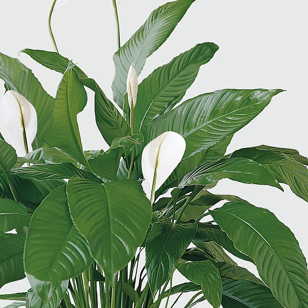 Tranquil Moments Peace Lily Plant – Blossom Bloom, Orlando FL