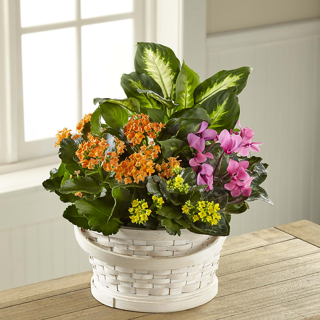 Color Crush Dishgarden – Blossom Bloom, Orlando FL