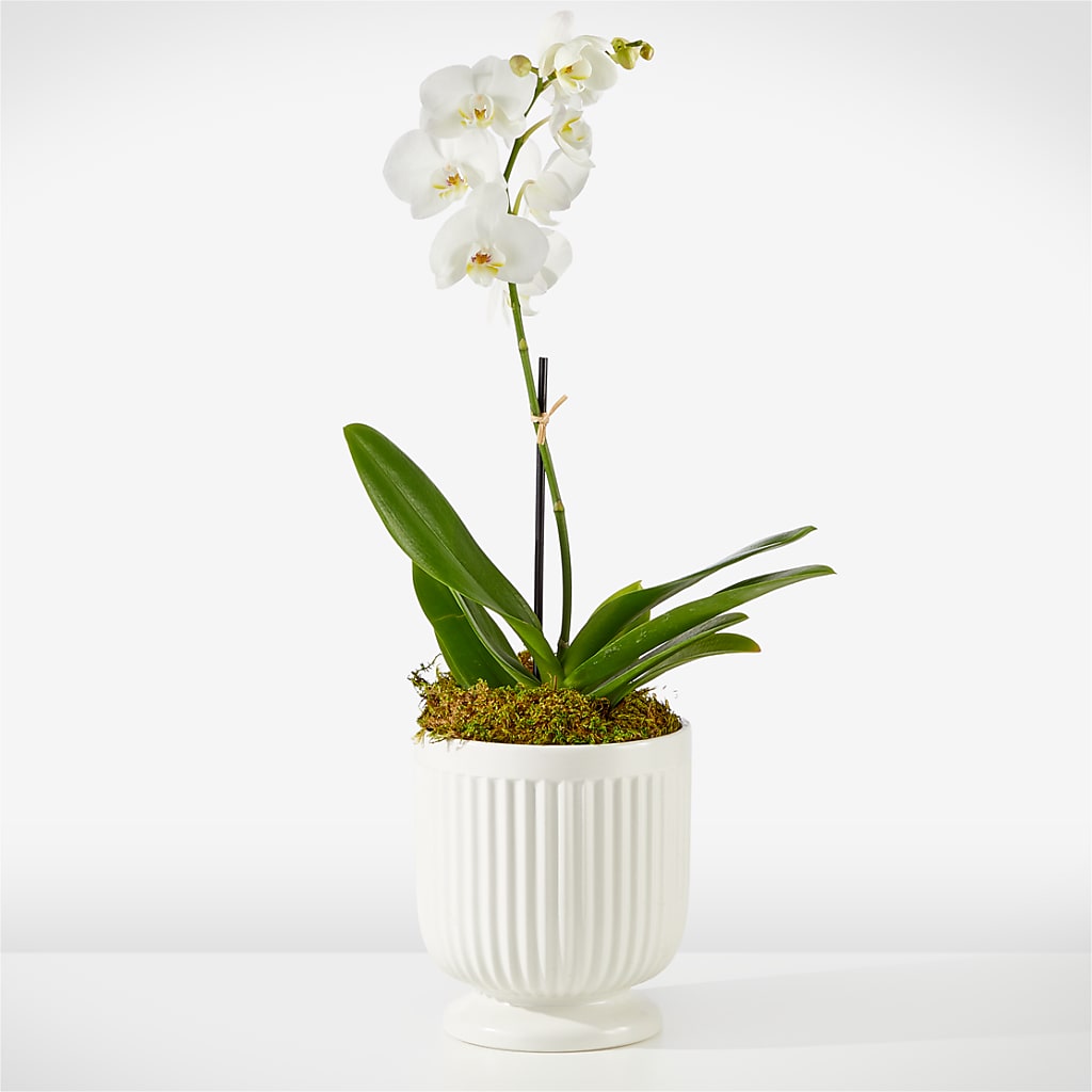 Whispering White Orchid – Blossom Bloom, Orlando FL