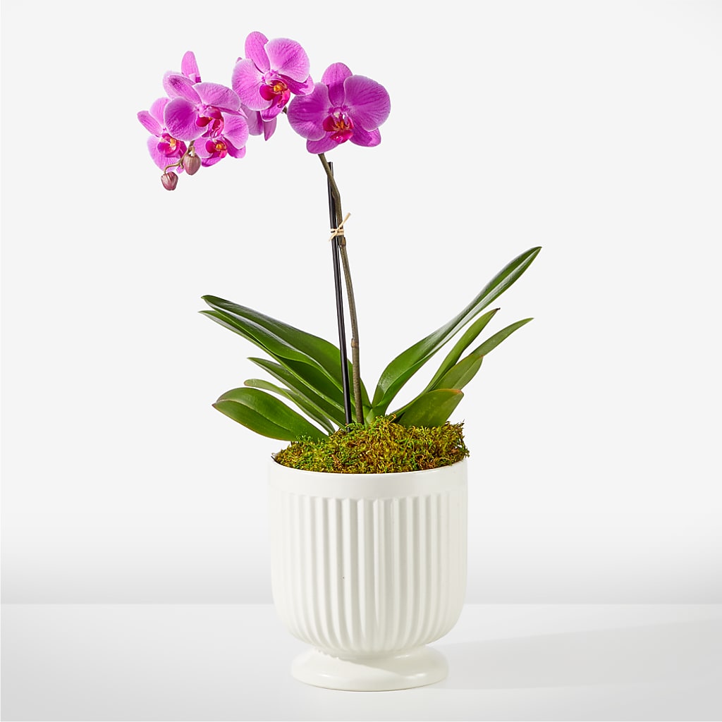 Friendly Fuchsia Orchid – Blossom Bloom, Orlando FL
