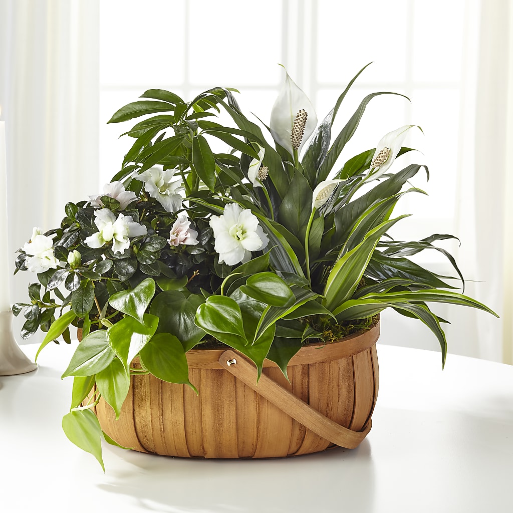 Serene Dishgarden – Blossom Bloom, Orlando FL