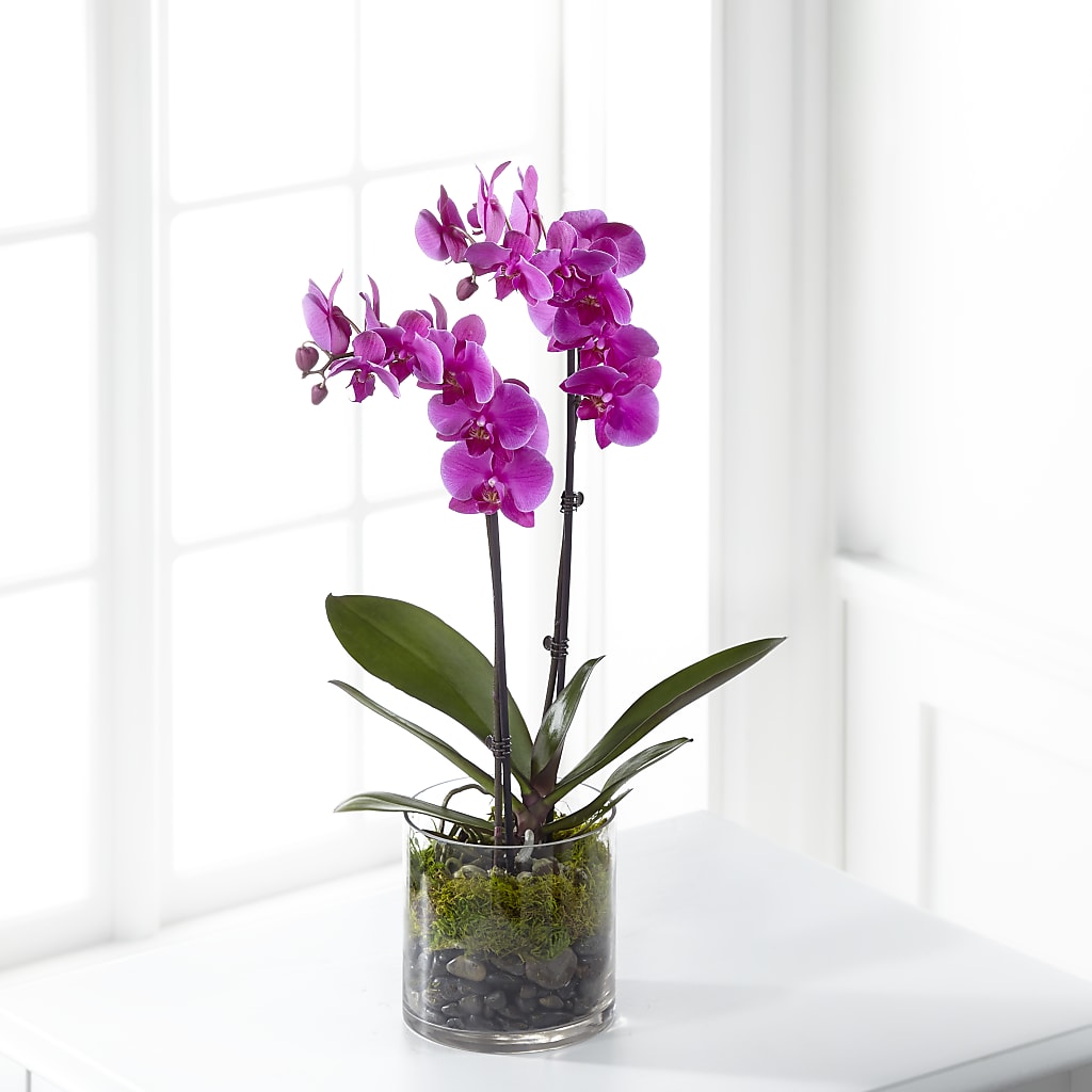 Pink Orchid Plant – Blossom Bloom, Orlando FL