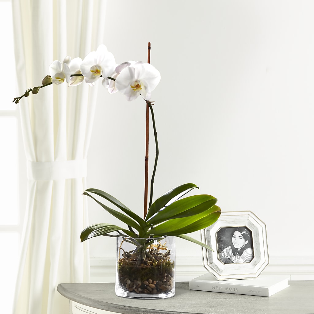 White Orchid Planter – Blossom Bloom, Orlando FL