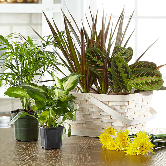 Florist Designed Blooming and Green Plants in a Basket –  Blossom Bloom, Orlando FL
