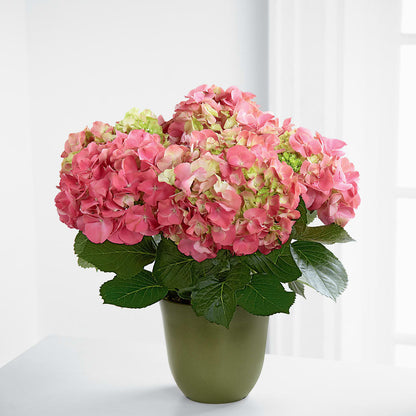 Pink Hydrangea Planter –  Blossom Bloom, Orlando FL