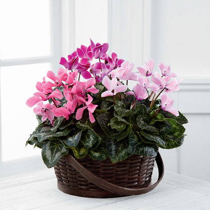 Mixed Cyclamen Planter –  Blossom Bloom, Orlando FL