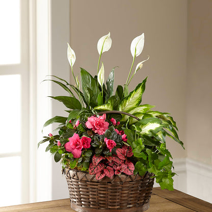 Dream in Pink Dishgarden –  Blossom Bloom, Orlando FL