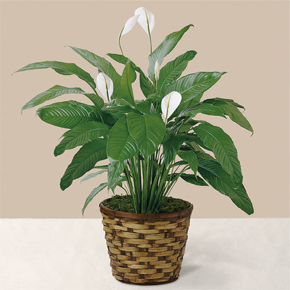 Tranquil Moments Peace Lily Plant –  Blossom Bloom, Orlando FL