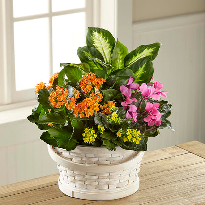 Color Crush Dishgarden –  Blossom Bloom, Orlando FL