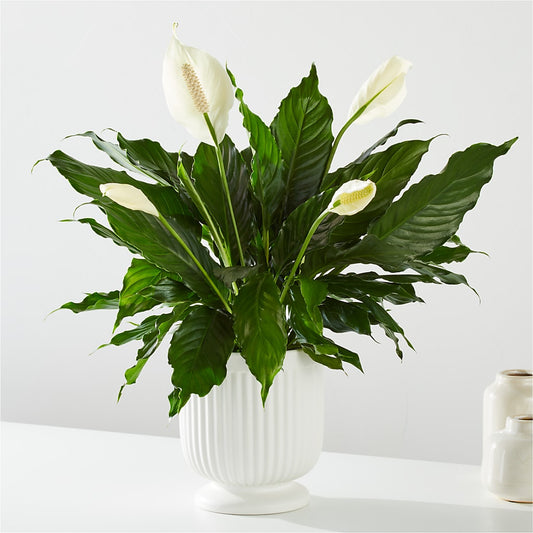 Comfort Planter –  Blossom Bloom, Orlando FL