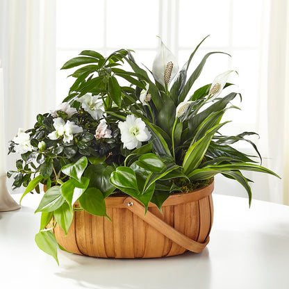 Serene Dishgarden –  Blossom Bloom, Orlando FL