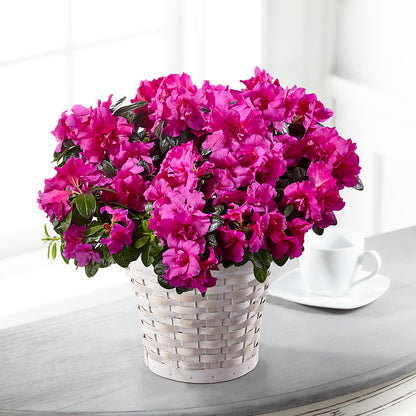 Hope & Serenity Azalea Plant –  Blossom Bloom, Orlando FL