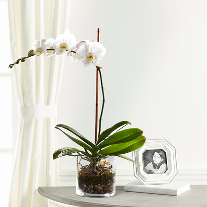 White Orchid Planter –  Blossom Bloom, Orlando FL